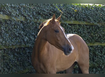 KWPN, Mare, 4 years, 16,3 hh