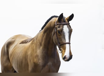 KWPN, Mare, 4 years, 17.1 hh