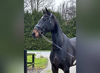 KWPN, Mare, 4 years, 17 hh, Bay-Dark