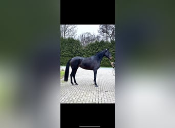 KWPN, Mare, 4 years, 17 hh, Bay-Dark