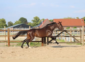 KWPN, Mare, 4 years, 17 hh, Bay-Dark