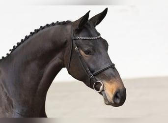 KWPN, Mare, 4 years, 17 hh, Bay-Dark