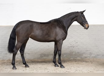 KWPN, Mare, 4 years, 17 hh, Bay-Dark