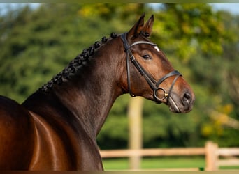 KWPN, Mare, 4 years, 17 hh, Bay