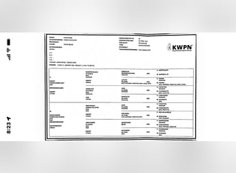 KWPN, Mare, 4 years, 17 hh, Black