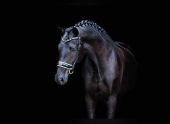 KWPN, Mare, 4 years, 17 hh, Black