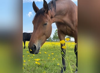 KWPN, Mare, 4 years, 17 hh, Brown