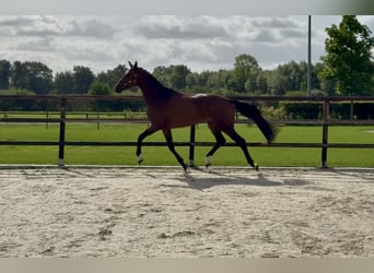 KWPN, Mare, 4 years, 17 hh, Brown