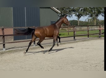 KWPN, Mare, 4 years, 17 hh, Brown