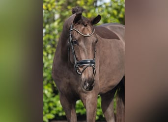 KWPN, Mare, 4 years, 17 hh, Brown-Light