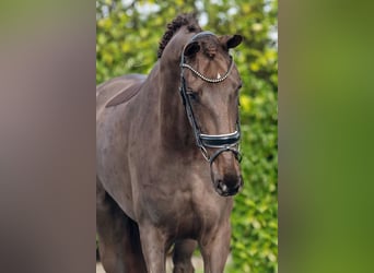 KWPN, Mare, 4 years, 17 hh, Brown-Light