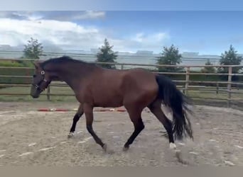 KWPN, Mare, 4 years, 17 hh, Brown