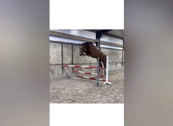 KWPN, Mare, 4 years, 17 hh, Brown