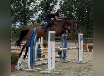 KWPN, Mare, 4 years, 17 hh, Brown