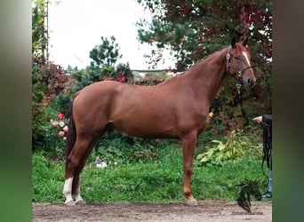 KWPN, Mare, 4 years, 17 hh, Chestnut