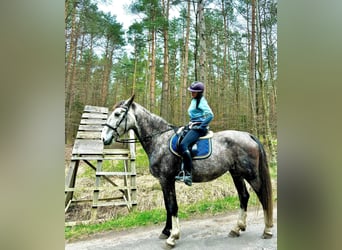 KWPN, Mare, 4 years, 17 hh, Gray
