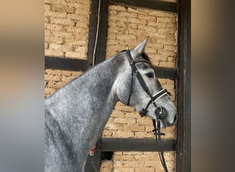 KWPN, Mare, 4 years, 17 hh, Grey