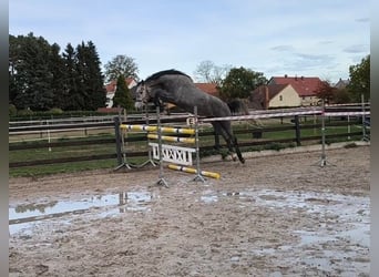 KWPN, Mare, 4 years, 17 hh, Grey