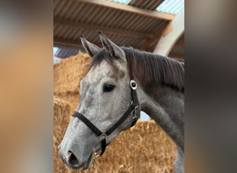 KWPN, Mare, 4 years, 17 hh, Grey