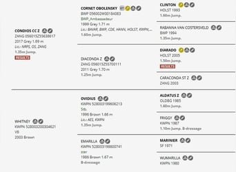 KWPN, Mare, 4 years, 17 hh, Grey