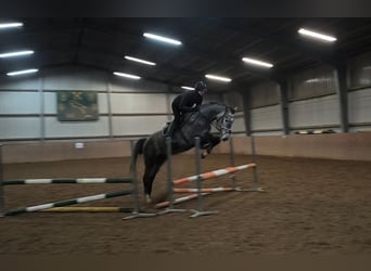 KWPN, Mare, 4 years, 17 hh, Grey