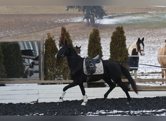 KWPN, Mare, 4 years, 17 hh, Smoky-Black