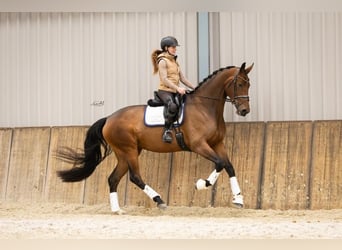 KWPN, Mare, 4 years, 17,1 hh, Bay-Dark