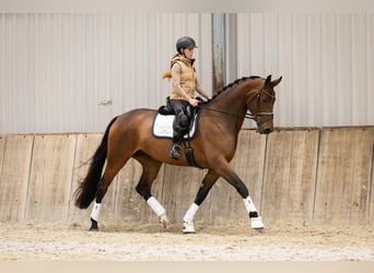KWPN, Mare, 4 years, 17,1 hh, Bay-Dark