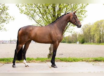 KWPN, Mare, 4 years, 17,1 hh, Bay-Dark
