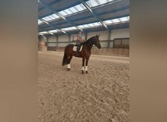 KWPN, Mare, 4 years, 17,1 hh, Bay-Dark