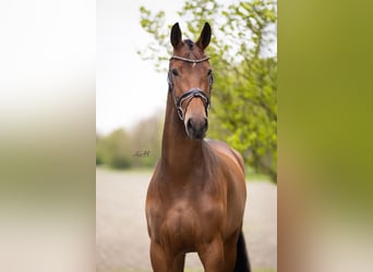 KWPN, Mare, 4 years, 17,1 hh, Bay-Dark