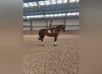 KWPN, Mare, 4 years, 17,1 hh, Bay-Dark