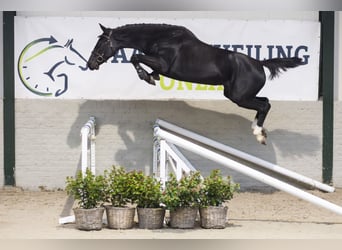 KWPN, Mare, 4 years, Bay-Dark