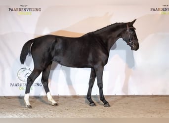 KWPN, Mare, 4 years, Bay-Dark