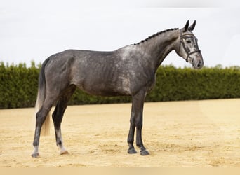 KWPN, Mare, 4 years, Gray