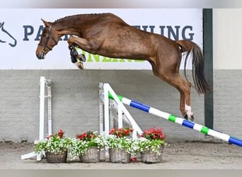 KWPN, Mare, 4 years
