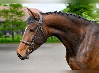 KWPN, Mare, 4 years