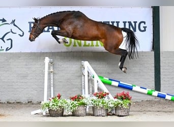 KWPN, Mare, 4 years