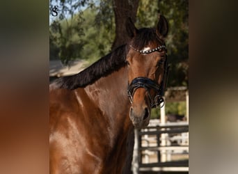 KWPN, Mare, 5 years, 15.2 hh, Bay-Dark