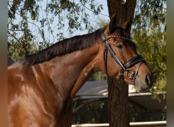 KWPN, Mare, 5 years, 15.2 hh, Bay-Dark