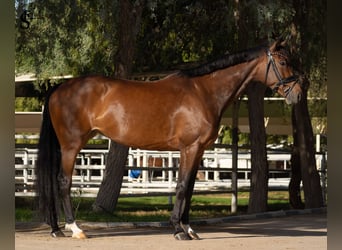 KWPN, Mare, 5 years, 15.2 hh, Bay-Dark