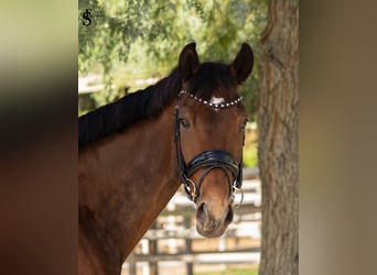 KWPN, Mare, 5 years, 15.2 hh, Bay-Dark