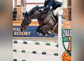 KWPN, Mare, 5 years, 15.2 hh, Bay-Dark