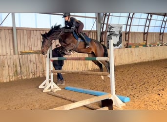 KWPN, Mare, 5 years, 15.2 hh, Bay-Dark