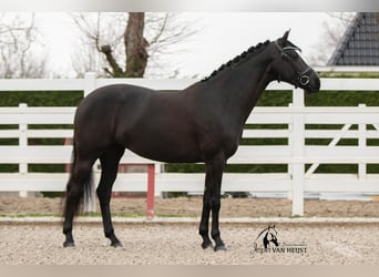 KWPN, Mare, 5 years, 15.2 hh, Black