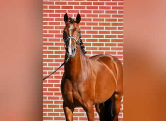 KWPN, Mare, 5 years, 15.2 hh, Brown