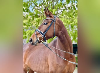 KWPN, Mare, 5 years, 15.2 hh, Brown