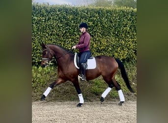KWPN, Mare, 5 years, 15.2 hh, Brown