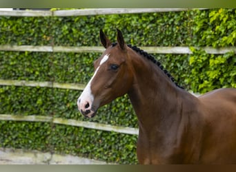 KWPN, Mare, 5 years, 15.2 hh, Brown
