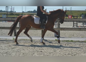 KWPN, Mare, 5 years, 15.2 hh, Chestnut-Red